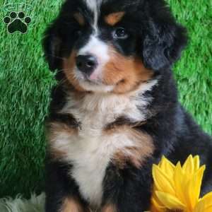 BERNIE, Bernese Mountain Dog Puppy
