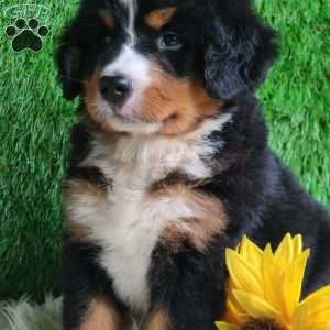 BERNIE, Bernese Mountain Dog Puppy