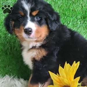 BERNIE, Bernese Mountain Dog Puppy