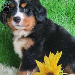 BERNIE, Bernese Mountain Dog Puppy