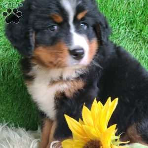 BERNIE, Bernese Mountain Dog Puppy
