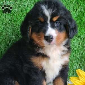 BERNIE, Bernese Mountain Dog Puppy