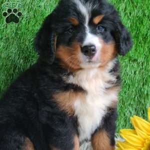 BERNIE, Bernese Mountain Dog Puppy
