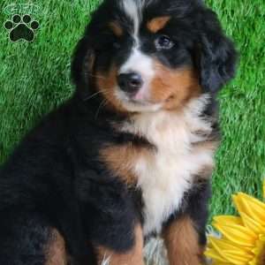 BERNIE, Bernese Mountain Dog Puppy