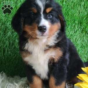 BERNIE, Bernese Mountain Dog Puppy
