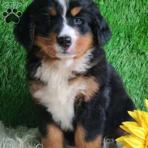BERNIE, Bernese Mountain Dog Puppy