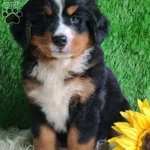 BERNIE, Bernese Mountain Dog Puppy