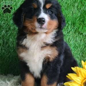 BERNIE, Bernese Mountain Dog Puppy