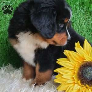 BERNIE, Bernese Mountain Dog Puppy