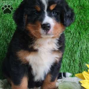 BERNIE, Bernese Mountain Dog Puppy