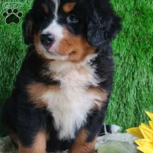 BERNIE, Bernese Mountain Dog Puppy