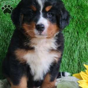 BERNIE, Bernese Mountain Dog Puppy