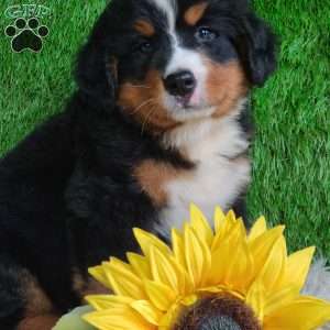 BERNIE, Bernese Mountain Dog Puppy