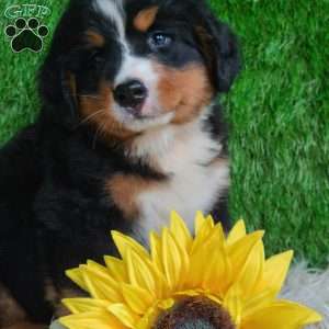 BERNIE, Bernese Mountain Dog Puppy