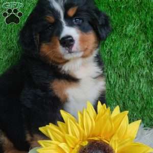 BERNIE, Bernese Mountain Dog Puppy