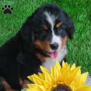BERNIE, Bernese Mountain Dog Puppy