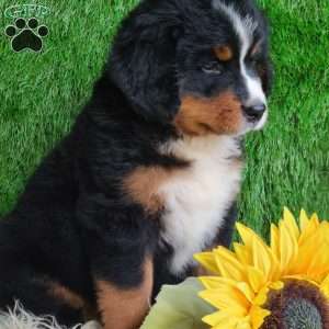 BERNIE, Bernese Mountain Dog Puppy