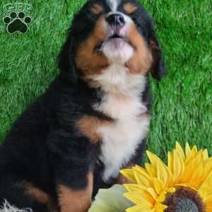 BERNIE, Bernese Mountain Dog Puppy