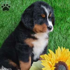 BERNIE, Bernese Mountain Dog Puppy