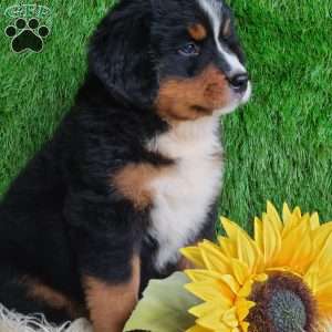 BERNIE, Bernese Mountain Dog Puppy
