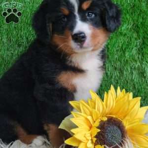BERNIE, Bernese Mountain Dog Puppy