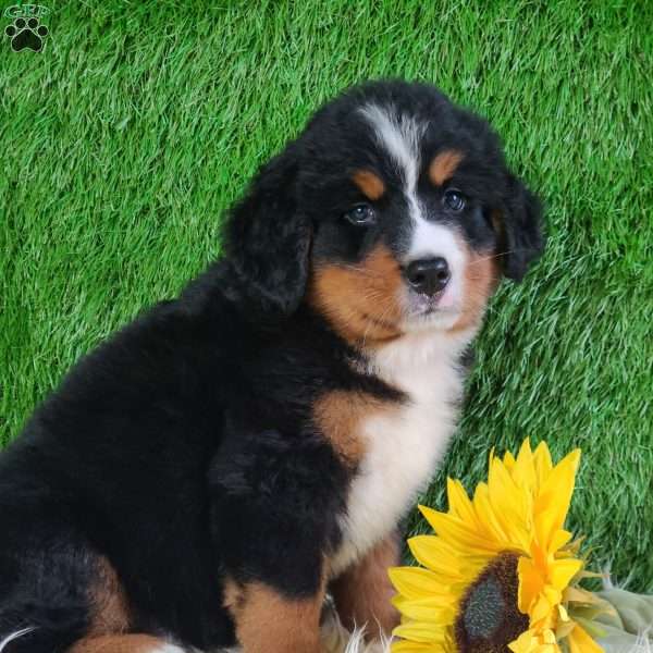 BERNIE, Bernese Mountain Dog Puppy