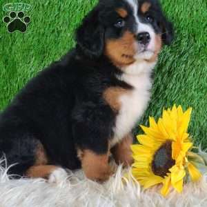 BERNIE, Bernese Mountain Dog Puppy