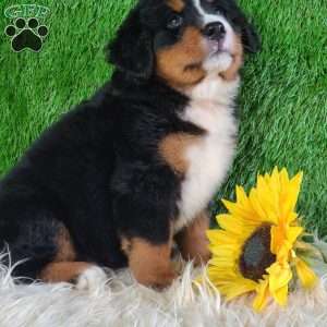 BERNIE, Bernese Mountain Dog Puppy