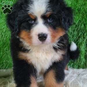 AJ, Bernese Mountain Dog Puppy