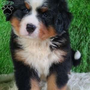AJ, Bernese Mountain Dog Puppy