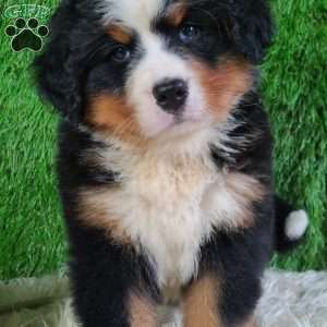AJ, Bernese Mountain Dog Puppy