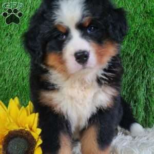 AJ, Bernese Mountain Dog Puppy