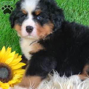 AJ, Bernese Mountain Dog Puppy