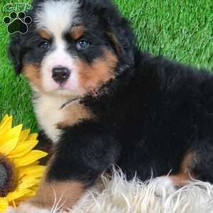 AJ, Bernese Mountain Dog Puppy