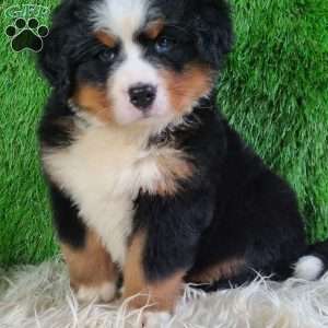AJ, Bernese Mountain Dog Puppy