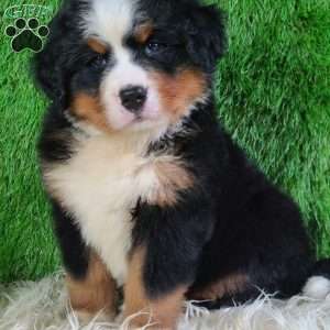 AJ, Bernese Mountain Dog Puppy