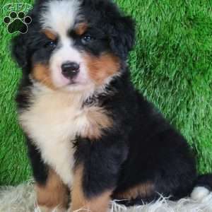 AJ, Bernese Mountain Dog Puppy