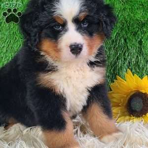 AJ, Bernese Mountain Dog Puppy