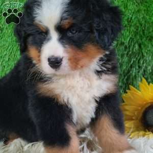 AJ, Bernese Mountain Dog Puppy