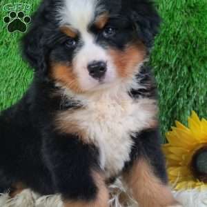 AJ, Bernese Mountain Dog Puppy