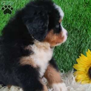 AJ, Bernese Mountain Dog Puppy