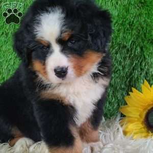 AJ, Bernese Mountain Dog Puppy