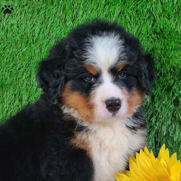 AJ, Bernese Mountain Dog Puppy
