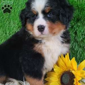 AJ, Bernese Mountain Dog Puppy