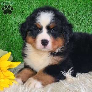 AJ, Bernese Mountain Dog Puppy