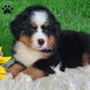 AJ, Bernese Mountain Dog Puppy