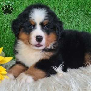AJ, Bernese Mountain Dog Puppy