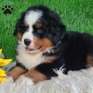 AJ, Bernese Mountain Dog Puppy
