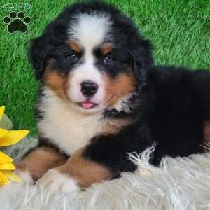 AJ, Bernese Mountain Dog Puppy