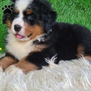 AJ, Bernese Mountain Dog Puppy